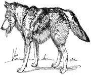 Printable Great On Wolf  coloring pages